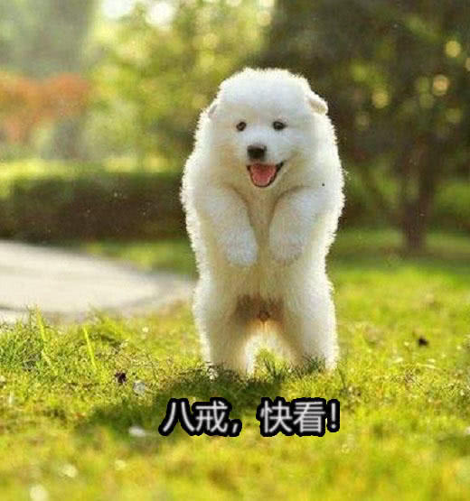 家里进贼了傻宝萨摩耶犬笑脸相迎来了老弟