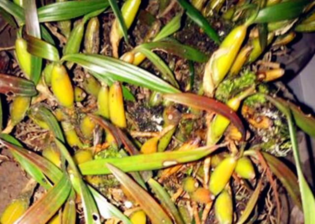 农村这野草叫"独叶岩珠",对咽喉肿痛有帮助,遇到可以采摘一些