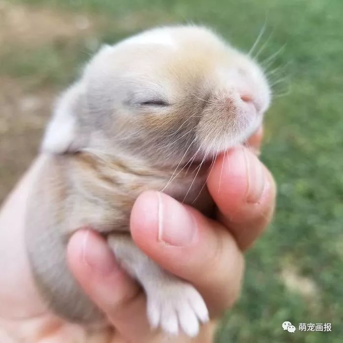 放在掌心里的小兔子好萌好袖珍