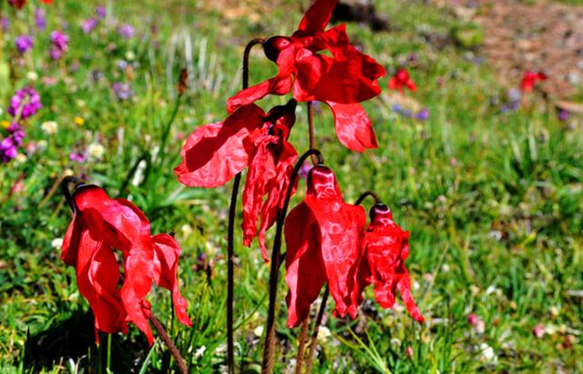 这植物叫红花绿绒蒿有很好的作用被列为二级保护野生植物