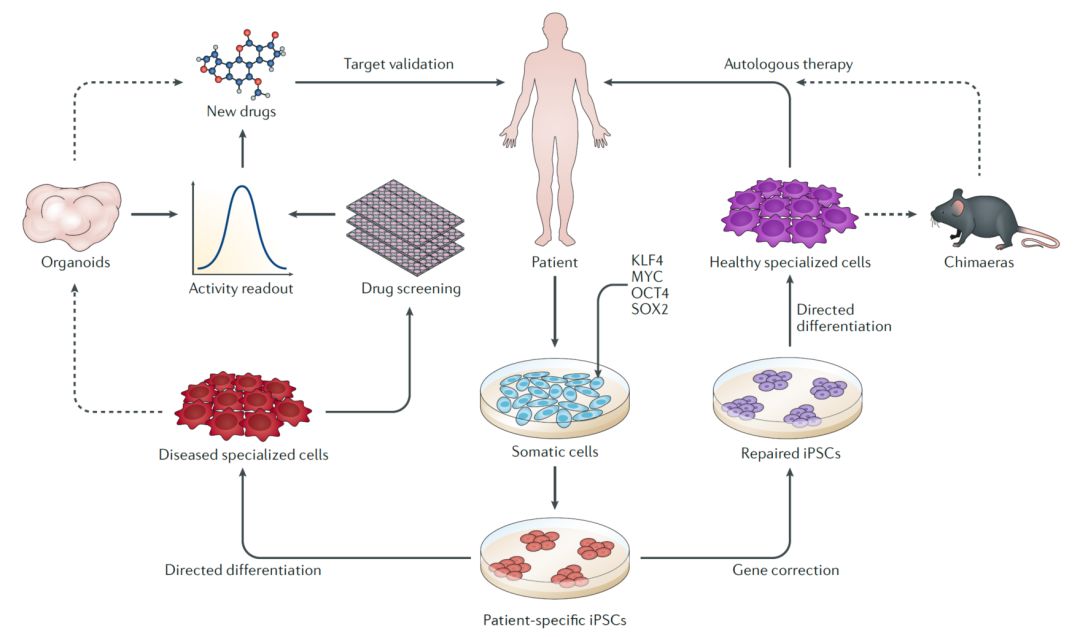 诱导多能干细胞自体重建的力量