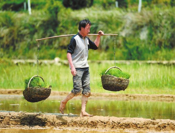 富县别样美稻田蛙鸣忙插秧风景好似小江南