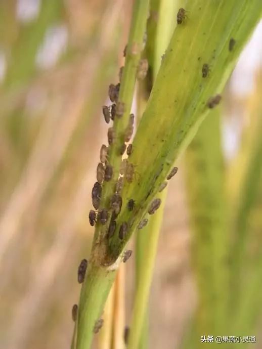 虫体小危害重易发生水稻稻飞虱危害不可小觑防治措施如下