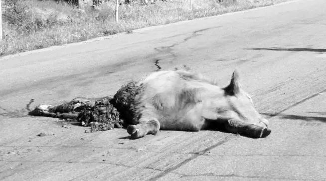 恩施州一司机开车当场撞死一老人和一头牛!