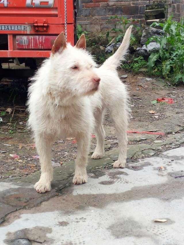 世界名犬排名第三,我国唯一世界级猎犬品种,纯种数量不足300只_下司镇