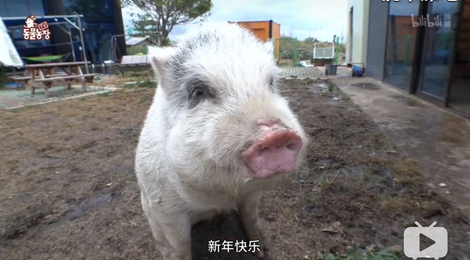 笑成猪叫,胖成猪,吃成猪(第12页)_大山谷图库