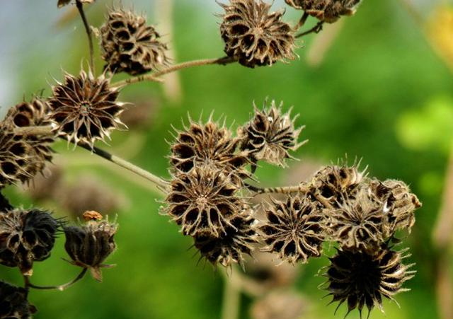 農村這野草叫茼麻對快速止痛有幫助遇見可以採摘一些