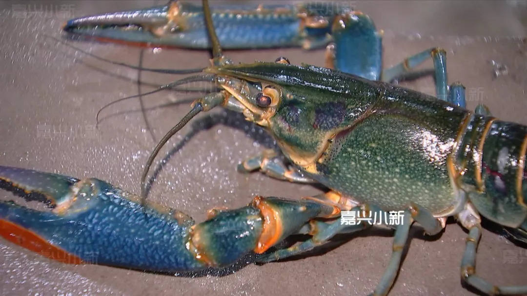 嘉兴乡下养出澳洲蓝龙虾!最高80一斤,专家认为有钱途