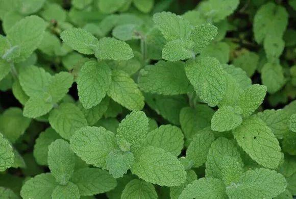 家里养盆香香草空气倍儿好蚊虫都不敢进屋