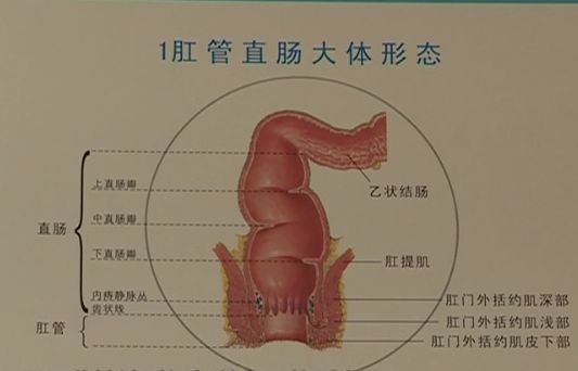 肛门的位置 男性图片