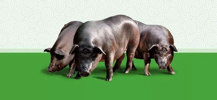 壹号食品 | 10年沉淀,打造中国土猪领军品牌