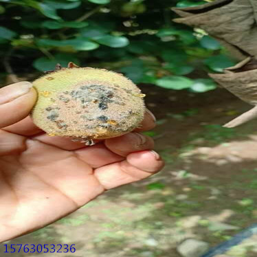 猕猴桃灰霉病的发病原因和防治办法