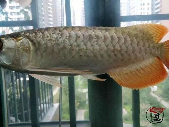 平时规律换水,怎么一到夏天龙鱼就溶鳞了?