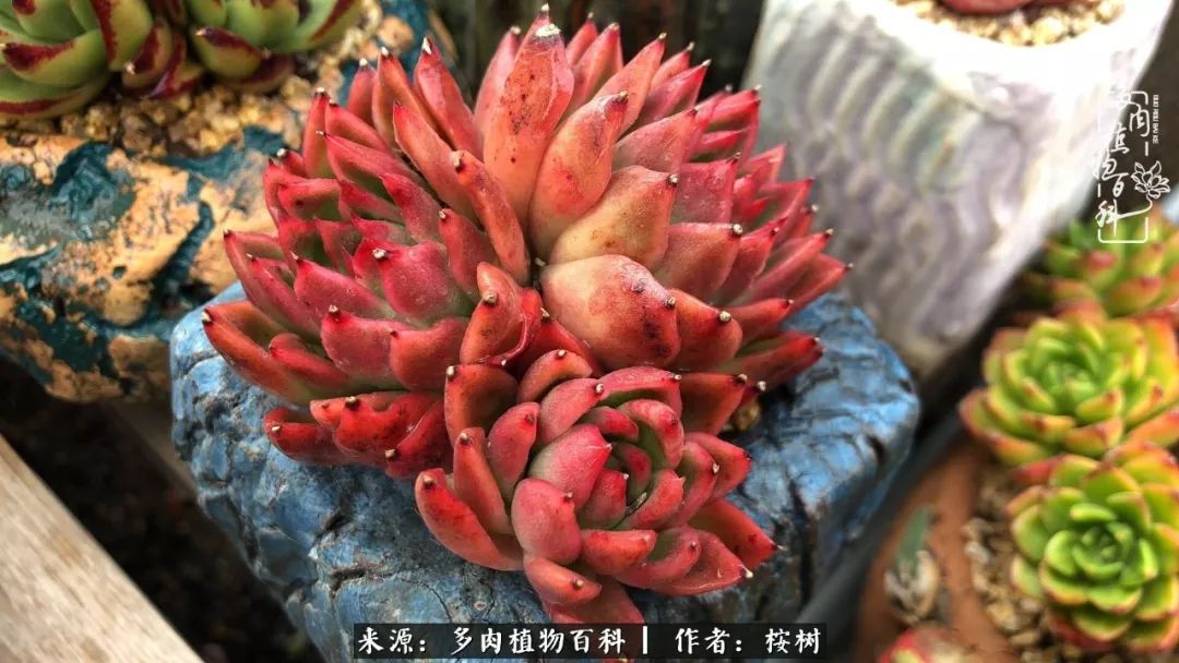 多肉度夏经验谈四季皆露养兢兢业业养肉三年半