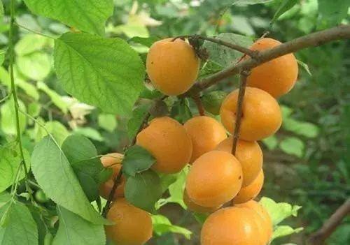 甜蜜消夏哪里去,小果采摘正当时