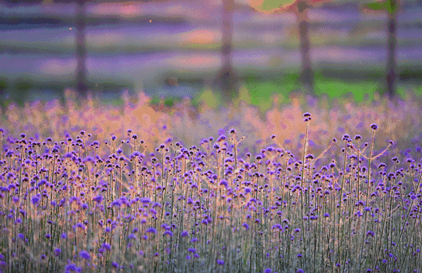 西侧的花海正盛情绽放初夏时节,漫步城南为经开区再添靓丽风景线如今