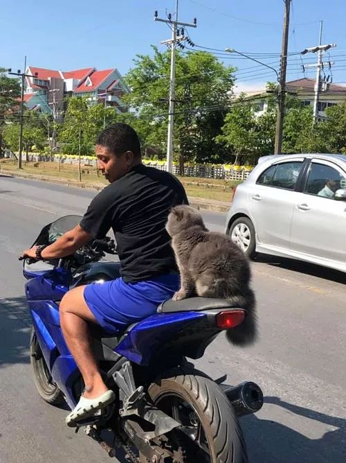 网友家的猫自从喜欢上机车后,每天都吵着要兜风,也是服了