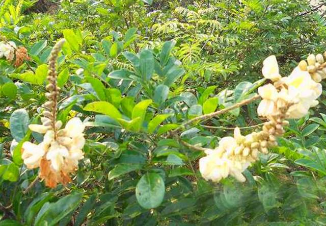 農村這野生植物叫牛大力對肺虛咳嗽有幫助遇見可以買點