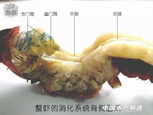 你还在转发小龙虾的谣言吗