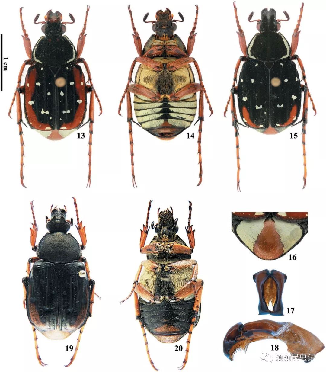 虫研捷报我国学者发表丽斑金龟属的分类学修订