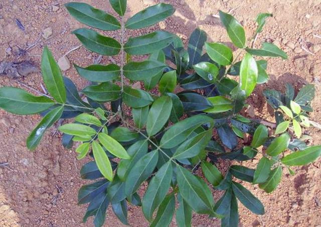 農村這野生植物叫牛大力對肺虛咳嗽有幫助遇見可以買點