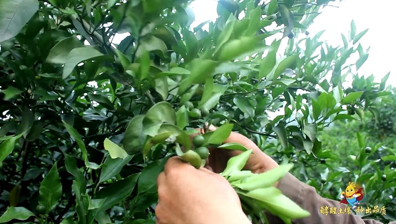 酵醒土壤 · 种出品质:柑橘质优价好的秘诀你知道吗?