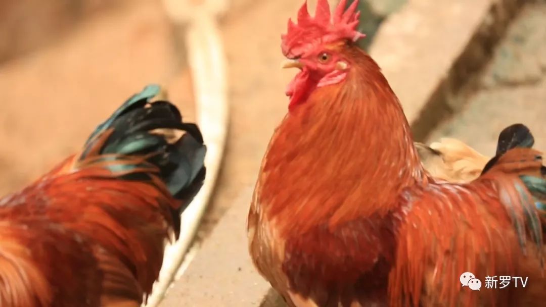 新罗区白沙镇地处溪谷盆地,气候温和,森林茂盛.适合散养鸡的野外放养.