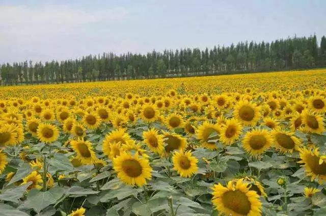 黄田农场火箭农场红星四场红星二场红星一场十三师师部在十三师广袤
