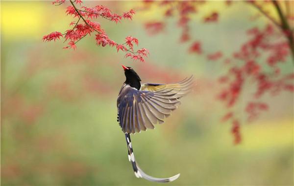 (许传武 摄)如梦令·春景【宋】秦观莺嘴啄花红溜,燕尾点波绿皱.