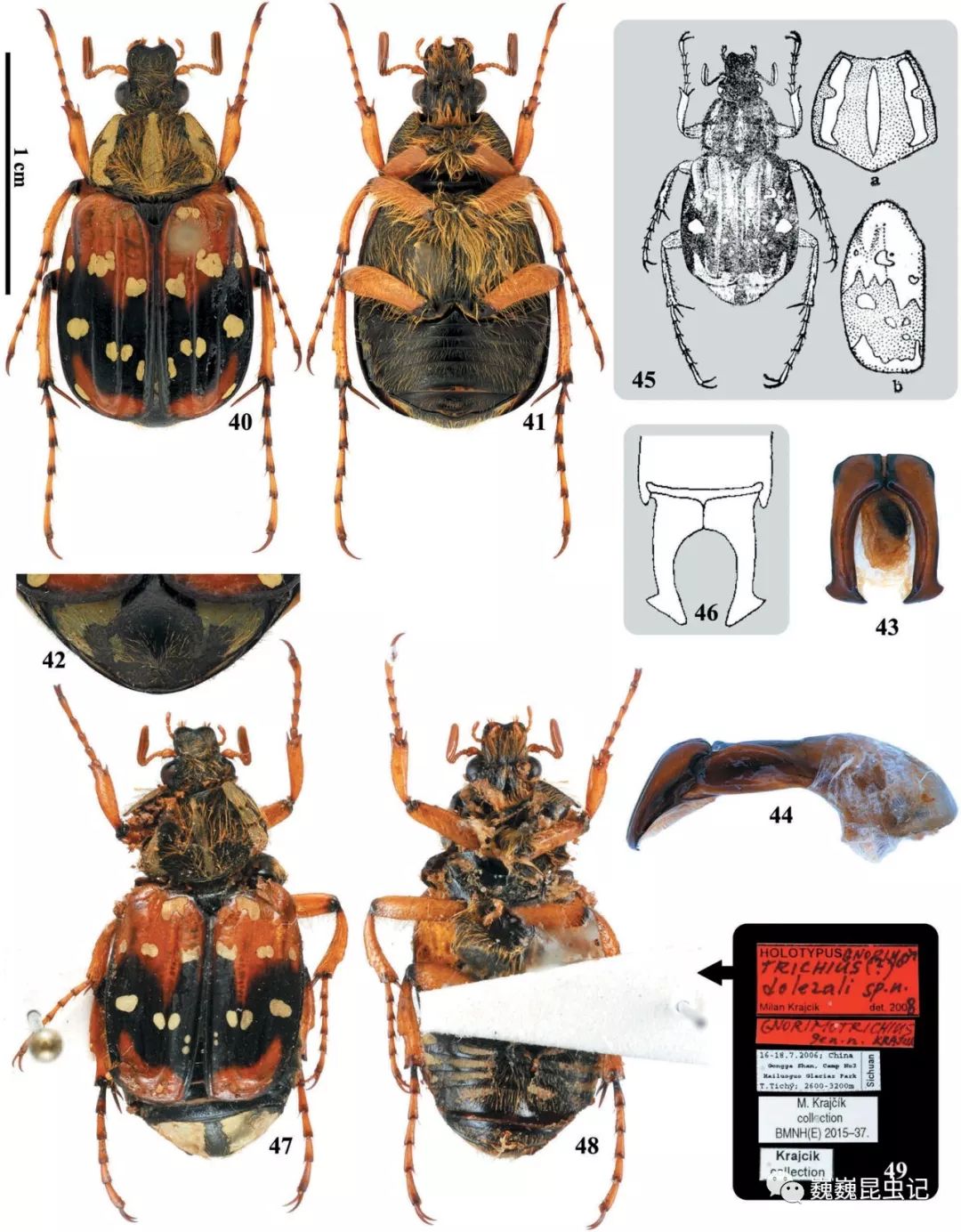 虫研捷报我国学者发表丽斑金龟属的分类学修订