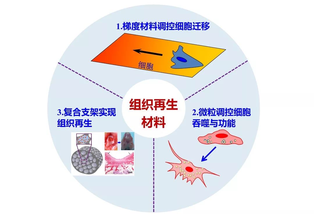 浙江省自然科学奖一等奖 | 组织器官修复再生的"助推器"