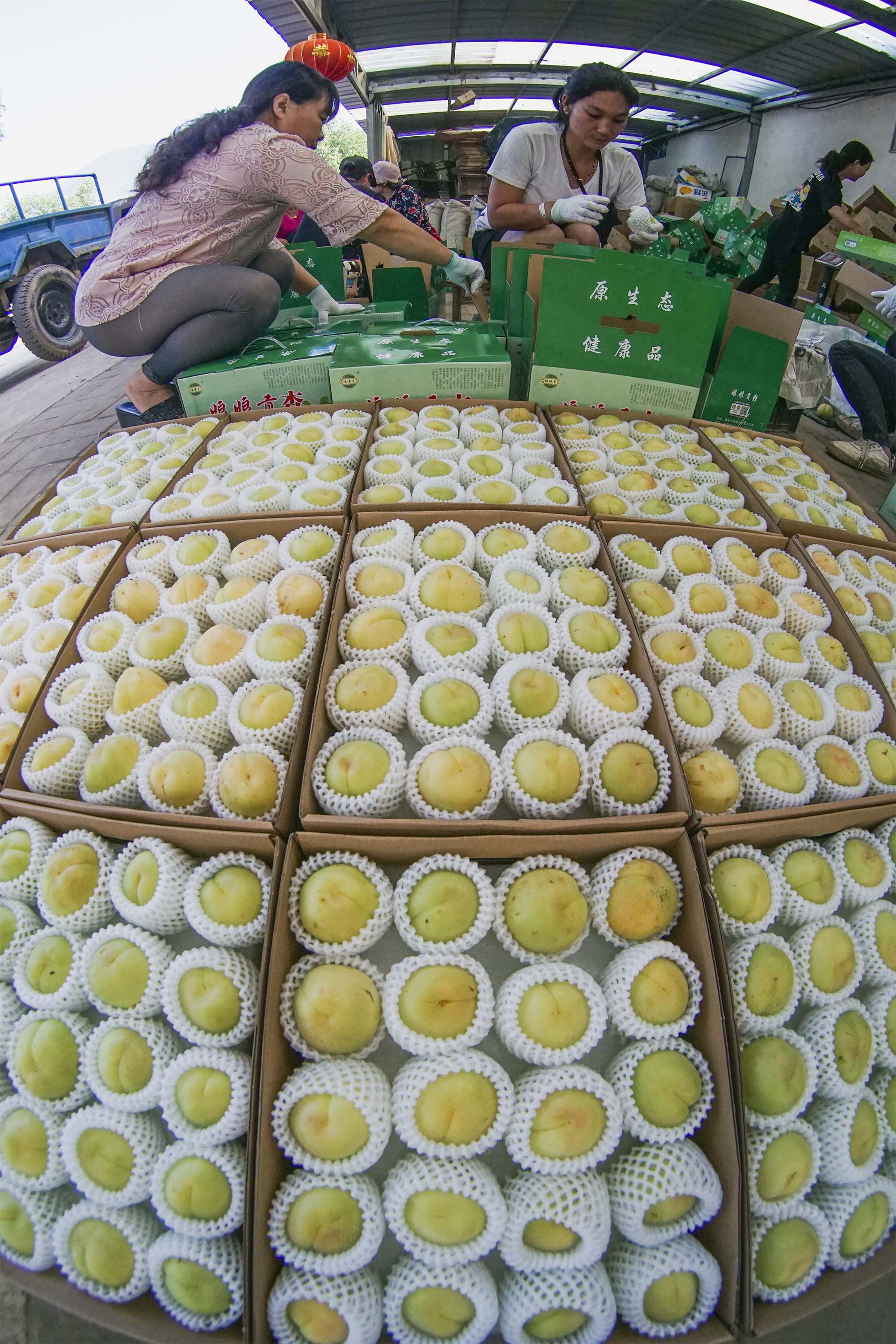 河北遵化:香白杏畅销助农增收