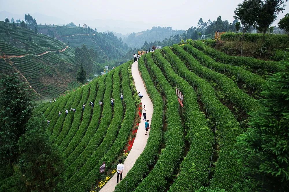 古代州官縣官與蒙頂山茶下