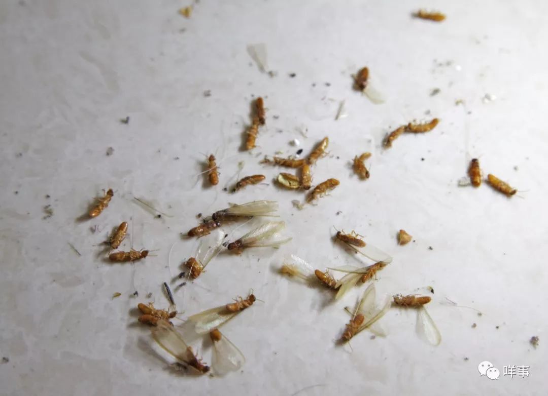 惊吓福建暴雨过后大水蚁空袭一招让它无处可逃