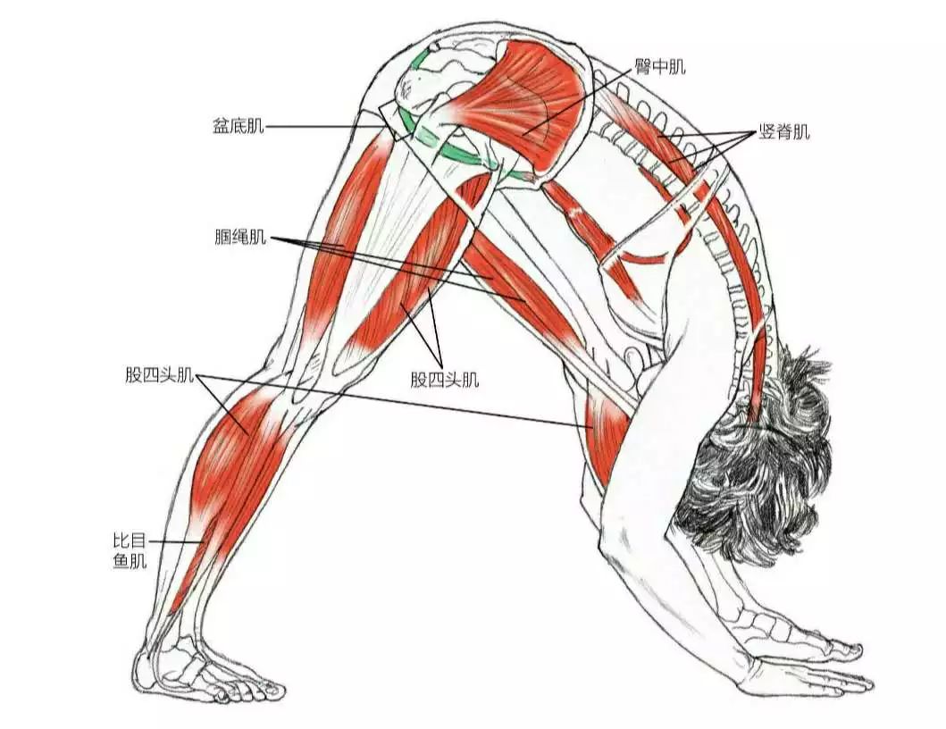 被动拉长,腓骨肌群离心收缩,足内在肌肉收缩使外踝伸展而防止足弓塌陷