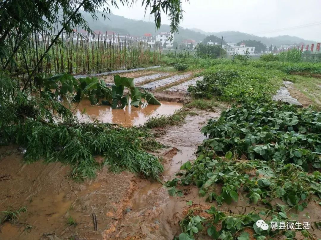 农田自然灾害图片图片