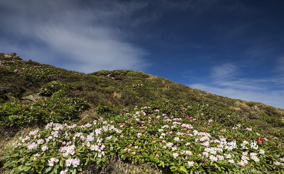 大美宝鸡难得一见太白山高山杜鹃花开正艳