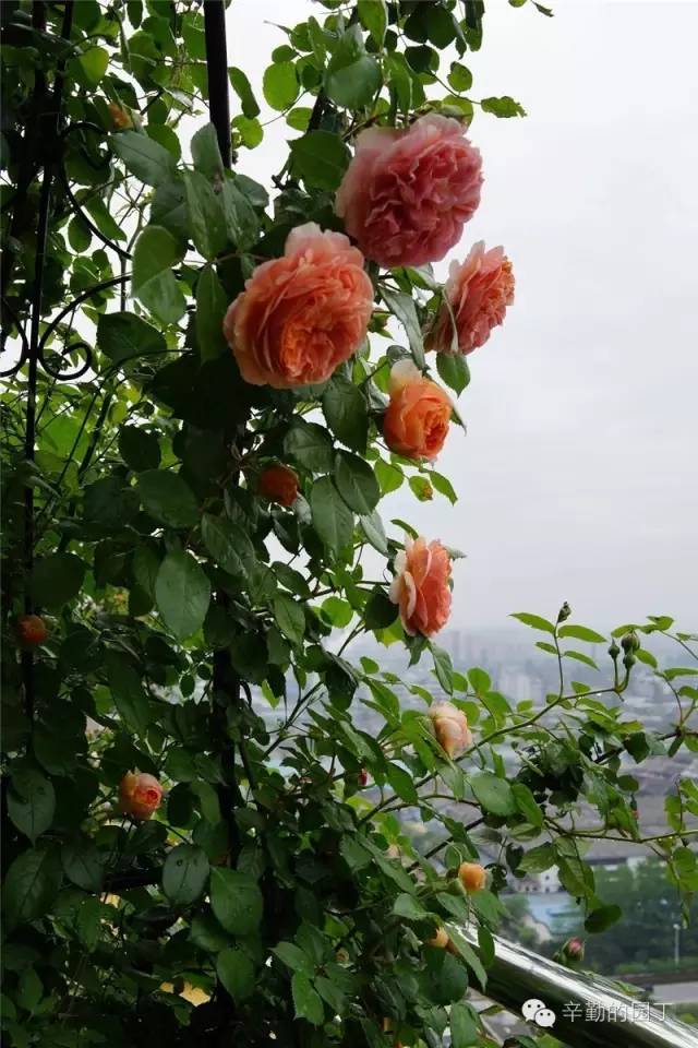 2016月光香榭空中花园