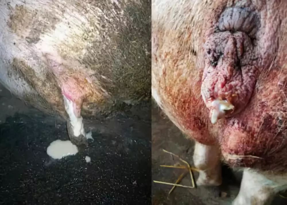 高温来袭,小心猪场六大高危疾病!