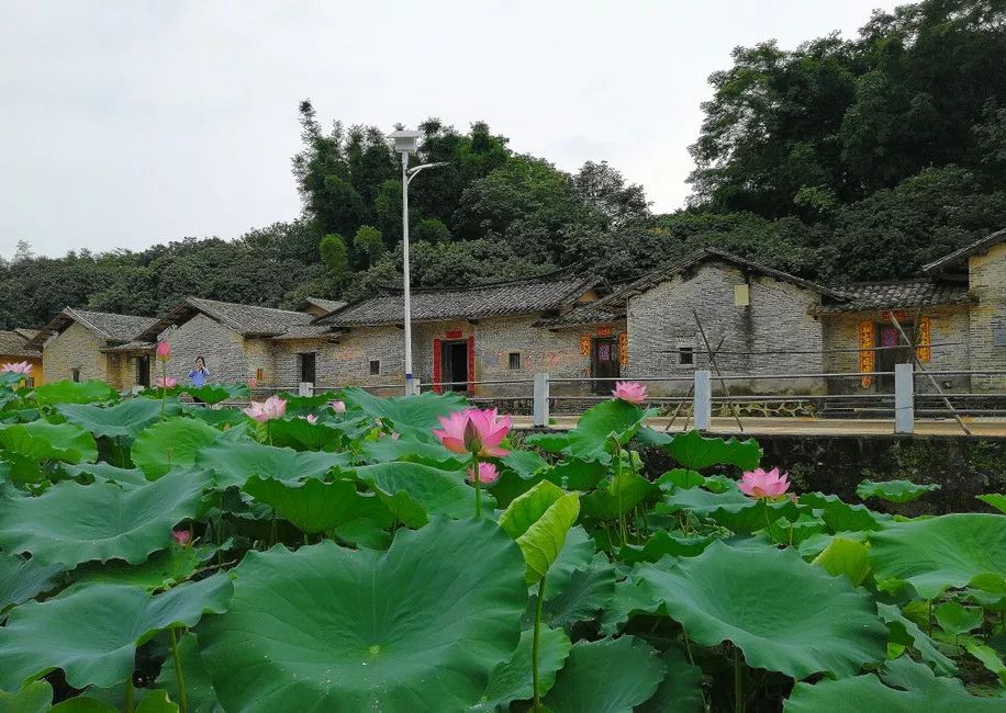 視覺增城正是賞荷好時節十里清香沁古村