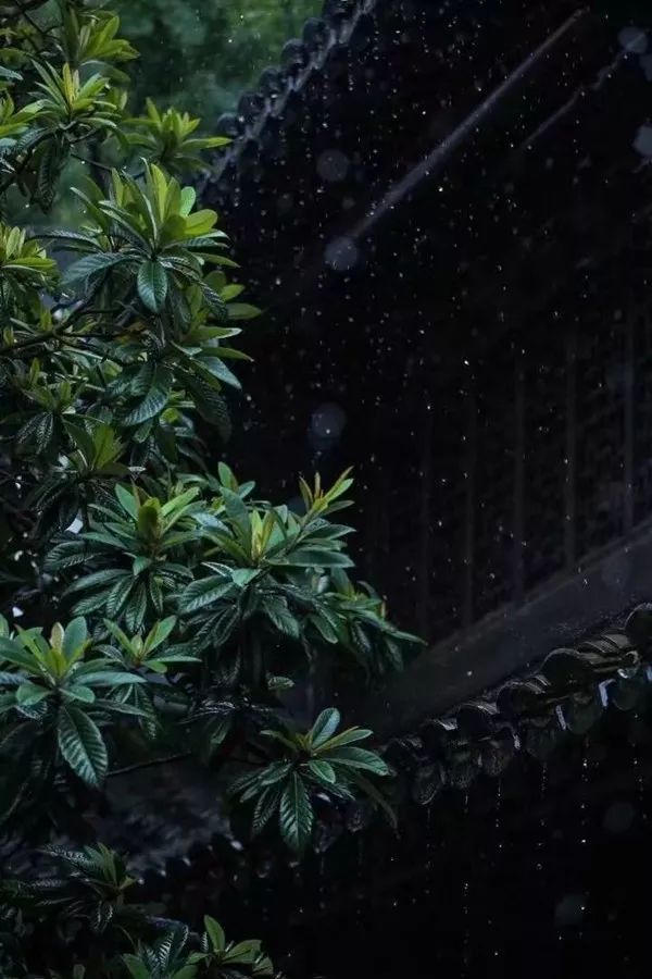 夜雨霖铃因雨而思随雨而想