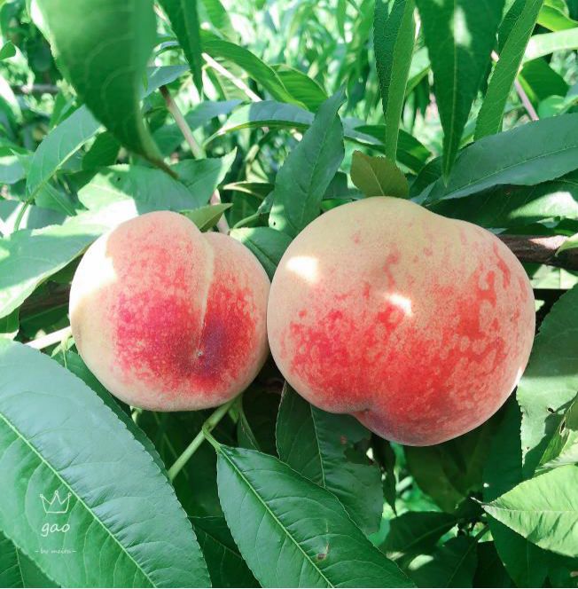 天福果园的桃子熟啦快来采摘