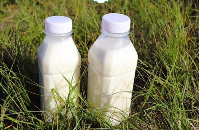 山牧源羊奶喝生羊奶小心会得布病哦