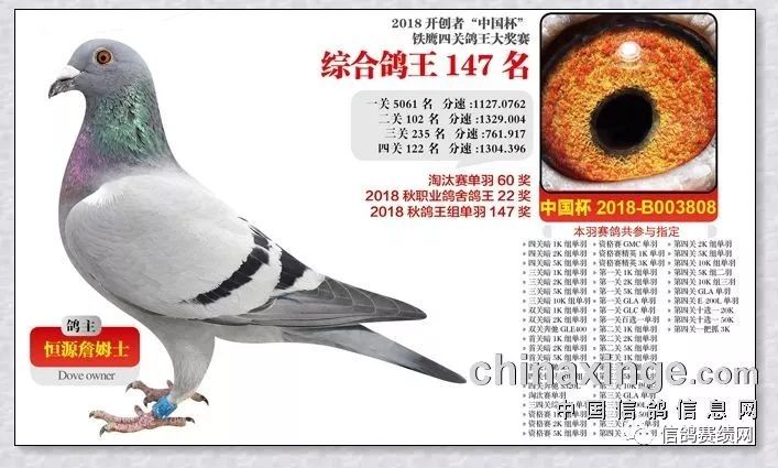 欣赏恒源詹姆士的赛鸽有什么特点