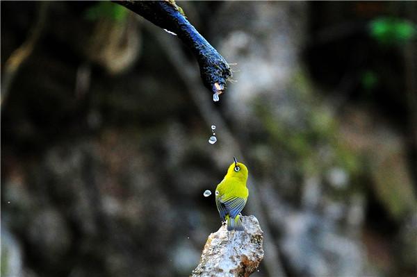 跟着镜头品诗词泥融飞燕子沙暖睡鸳鸯