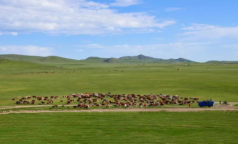 一年一度的游牧大迁徙场面壮观在草原上形成了一幅美丽的画面