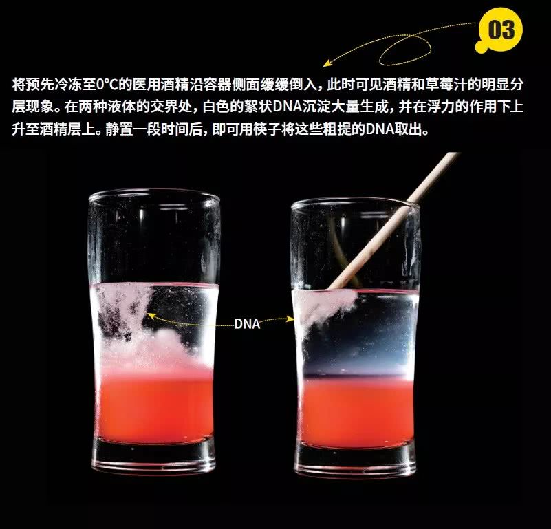 草莓dna长什么样竟然在家里就可以提取dna