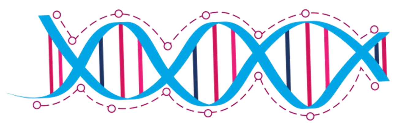 ruby路链的dna双螺旋分子结构是什么