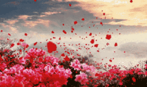 小布带来一个让你心花怒放的好消息