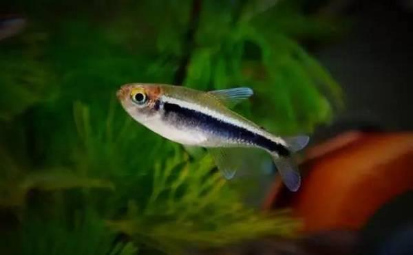 地球上10大最常见的热带鱼品种接吻鱼和孔雀鱼上榜你养了吗